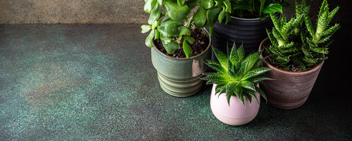 Indoor houseplant succulent in pink ceramic pot 
